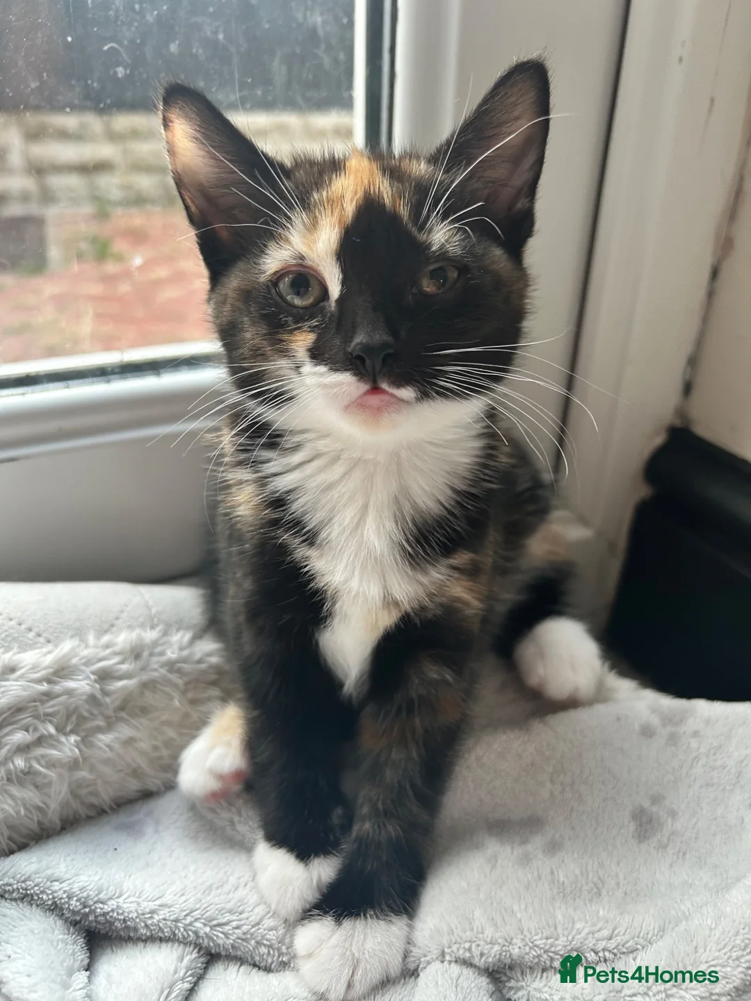 Mixed Breed cats for sale: 1 girl left looking for her new home  - Advert 2