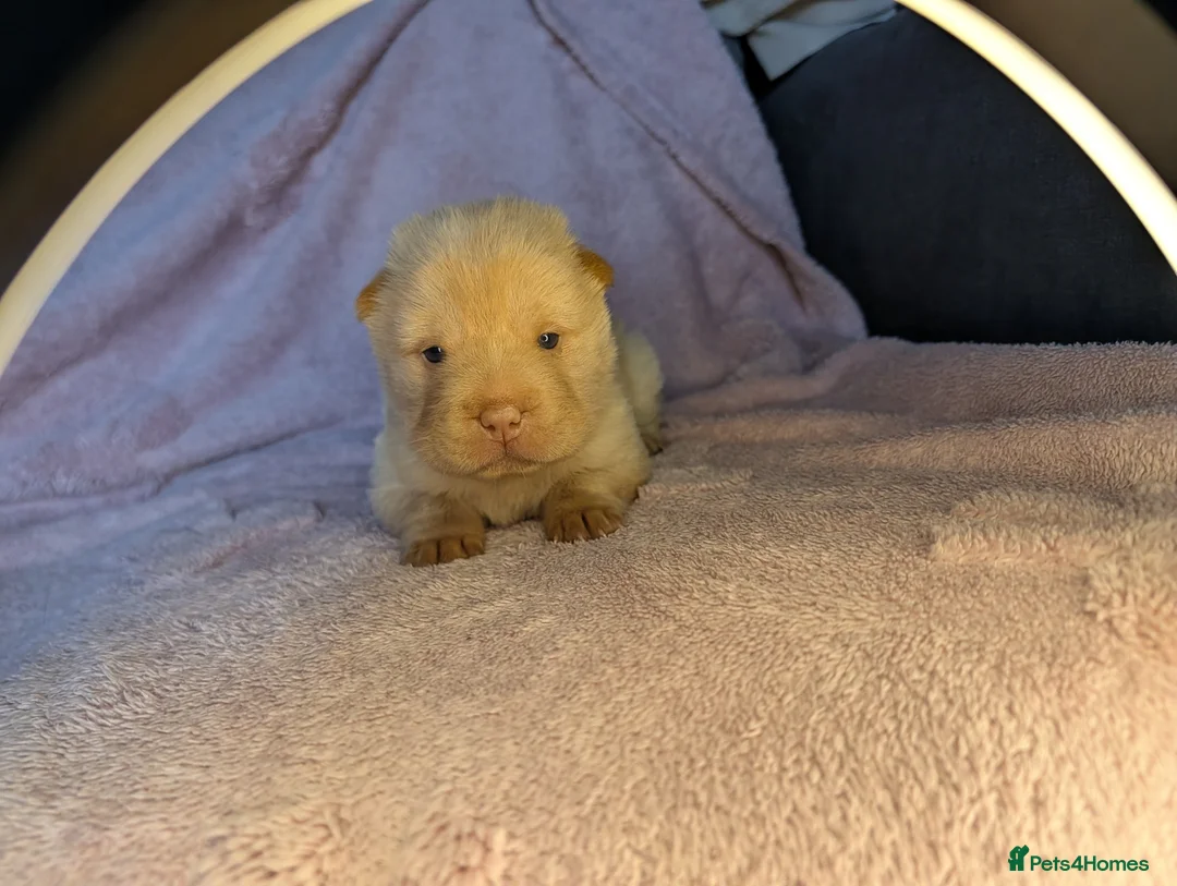 Shar Pei dogs for sale: 4  bearcoat shar pei puppies available  - Advert 1