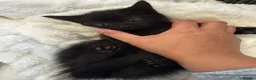 Mixed Breed cats for sale: Fluffy Tuxedo & Black Kittens 3 Female | 2 Male - Advert 7