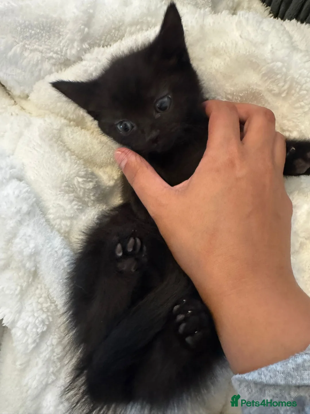 Mixed Breed cats for sale: Fluffy Tuxedo & Black Kittens 3 Female | 2 Male - Advert 7