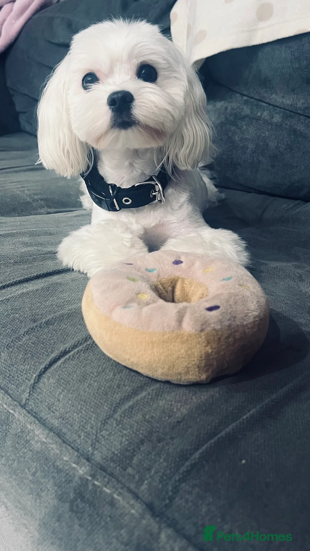 Maltese dogs for stud: 🐶KC registered-Experienced Maltese dog for stud🐶 in Grays - Advert 5