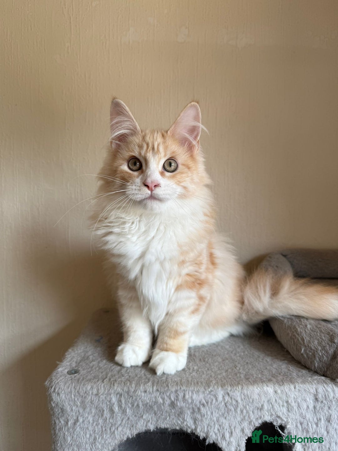 Maine Coon cats for sale: Stunning Maine coon kittens - Image 5