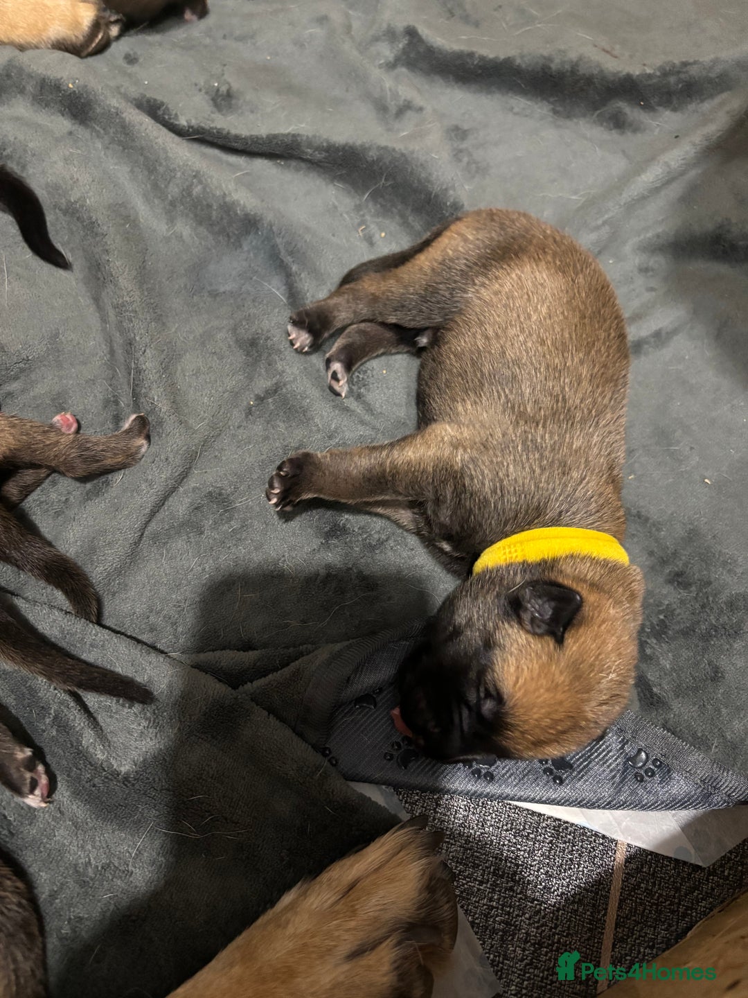 Belgian Shepherd Dog dogs for sale: 9 beautiful Belgium Mali  - Advert 7