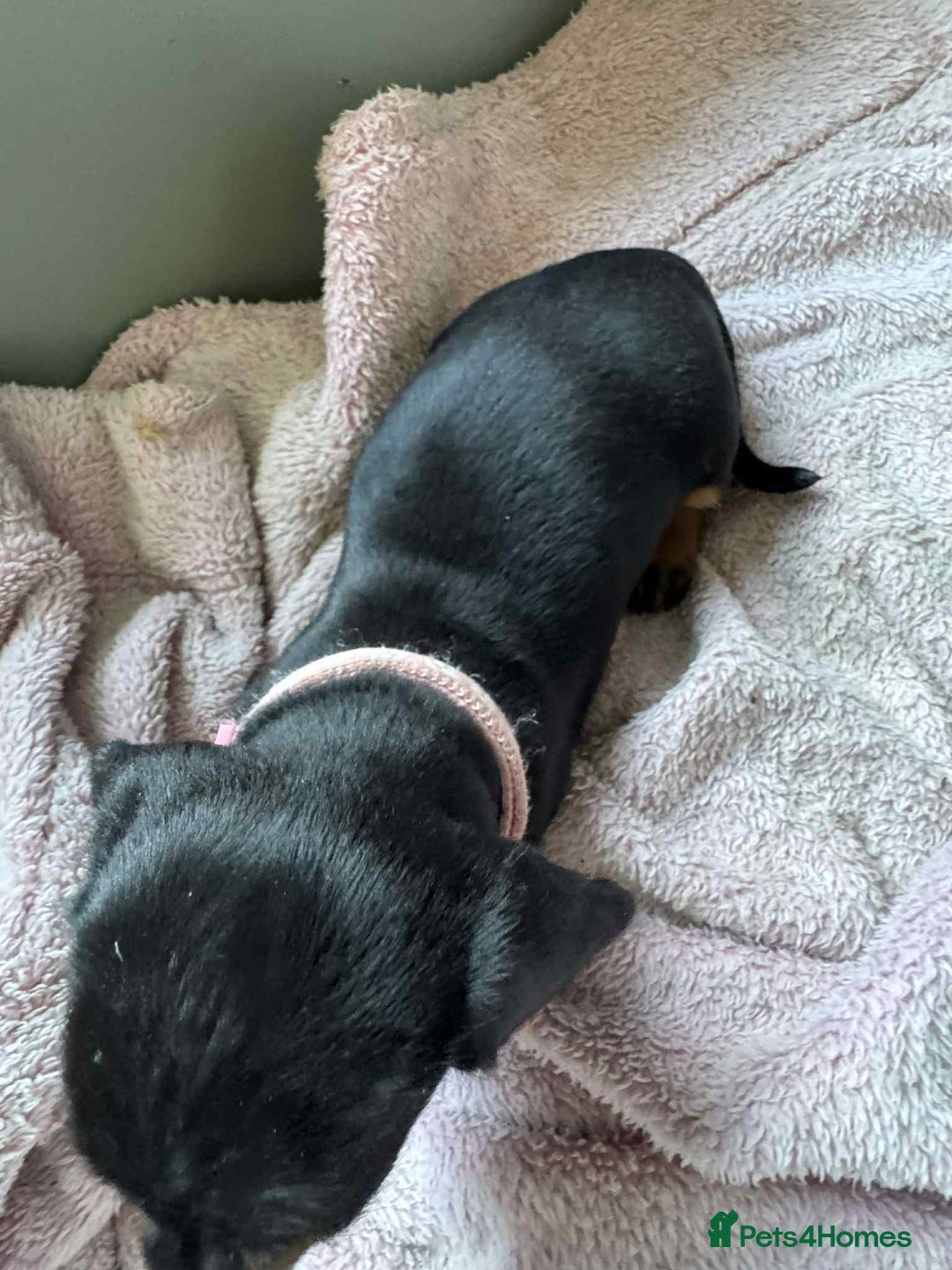 Miniature Dachshund dogs for sale: My family dogs have had a litter of 5  - Advert 26