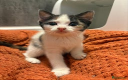 Aegean cats for sale: Aegean Kittens are looking for new home - Image 8