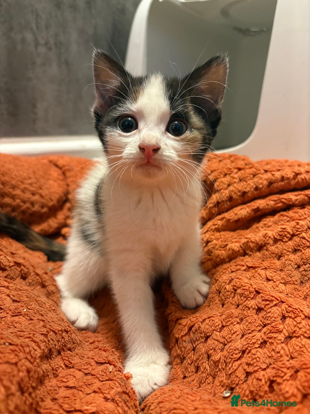 Aegean cats for sale: Aegean Kittens are looking for new home - Image 8