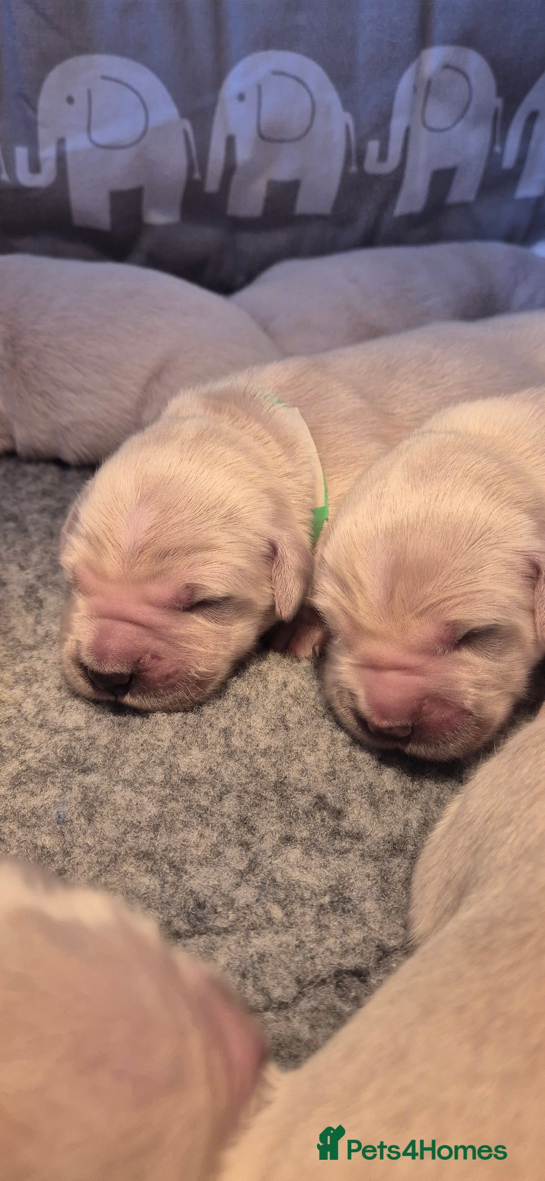 Golden Retriever dogs for sale: KC REGISTERED Golden Retriever puppies  - Advert 8