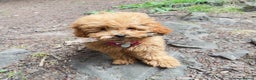 Toy Poodle dogs for sale: 6 Month old KC registered Toy Poodle Red  - Advert 6