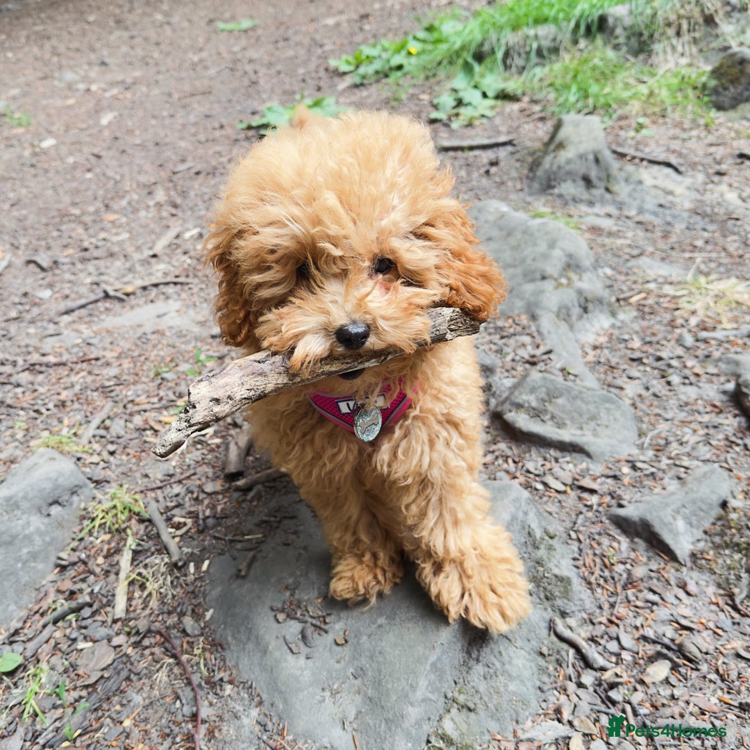 Toy Poodle dogs for sale: 6 Month old KC registered Toy Poodle Red  - Advert 6