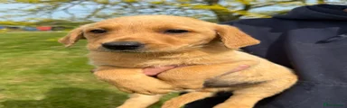 Labrador Retriever Puppy 2