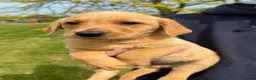 Labrador Retriever dogs for sale: 🧡Fabulous KC Fox Red Puppies.🧡 - Advert 5