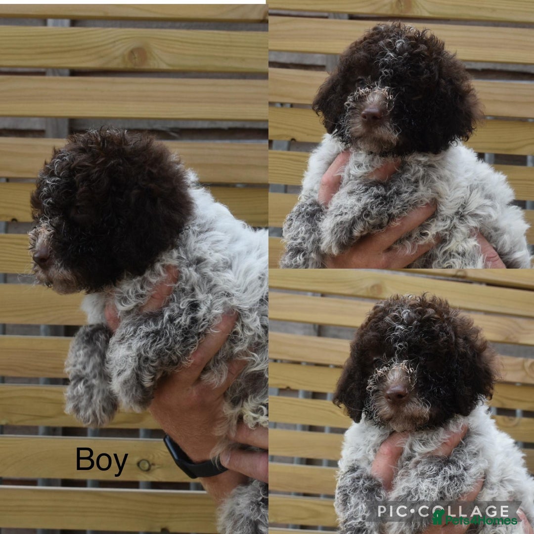 Lagotto Romagnolo dogs for sale: Stunning lagottos puppies  - Image 5