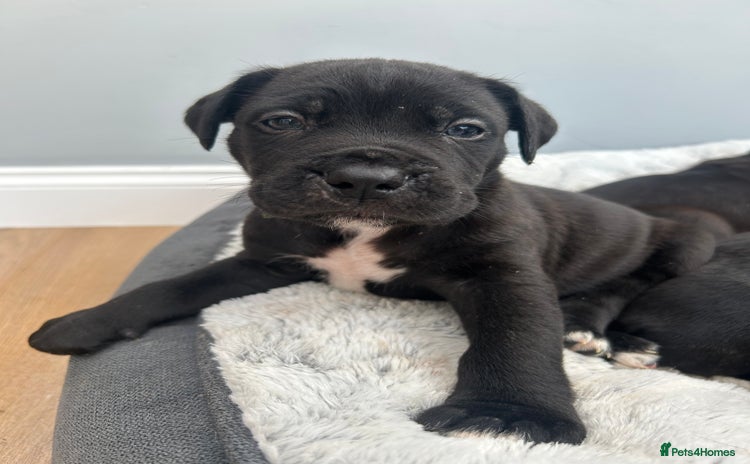 Mixed Breed dogs - Advert 1