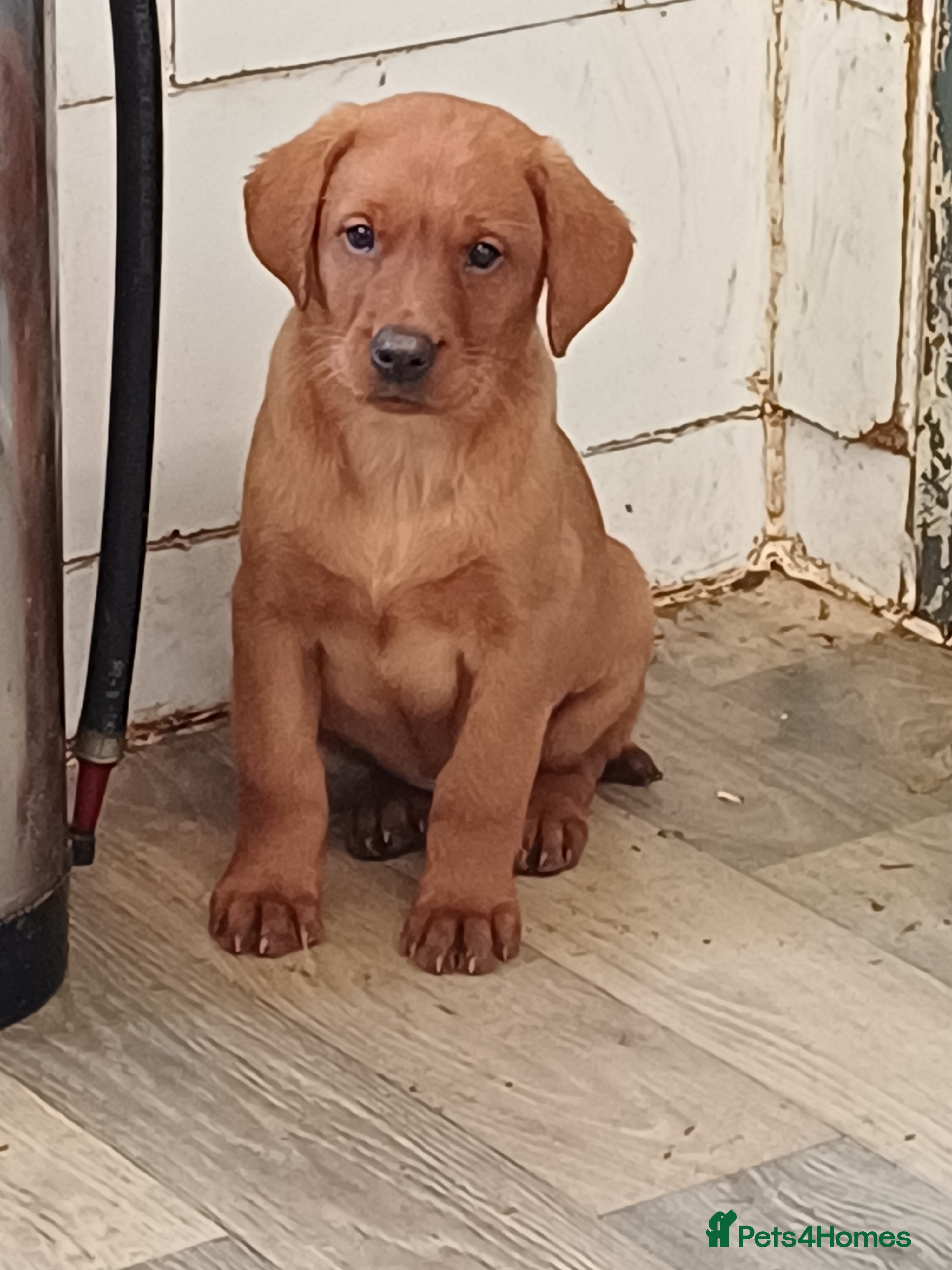 Labrador Retriever dogs LABRADOR PUPPIES - FOX RED - Advert 1