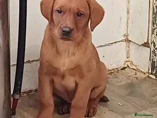 Labrador Retriever dogs LABRADOR PUPPIES - FOX RED - Advert 1