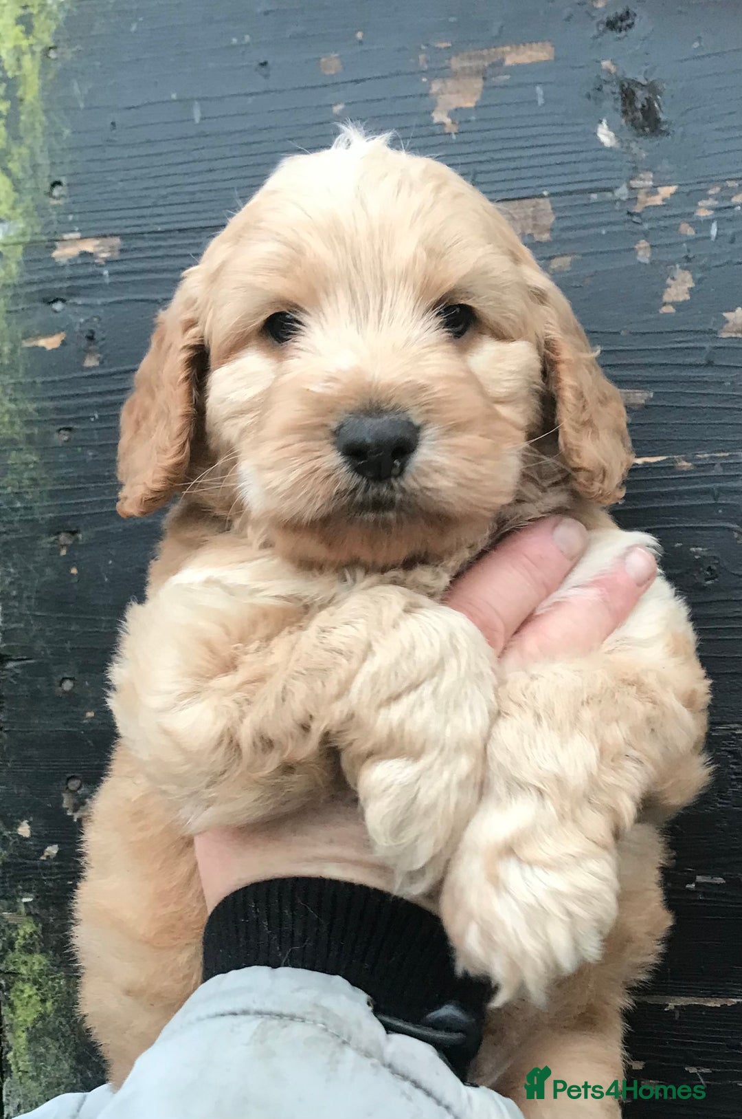 Miniature Poodle dogs for stud: Health Tested Apricot Miniature Poodle for stud in Llandeilo - Advert 11