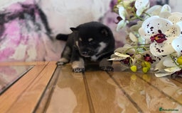 Japanese Shiba Inu dogs for sale: Japanese Shiba Inu - Image 8