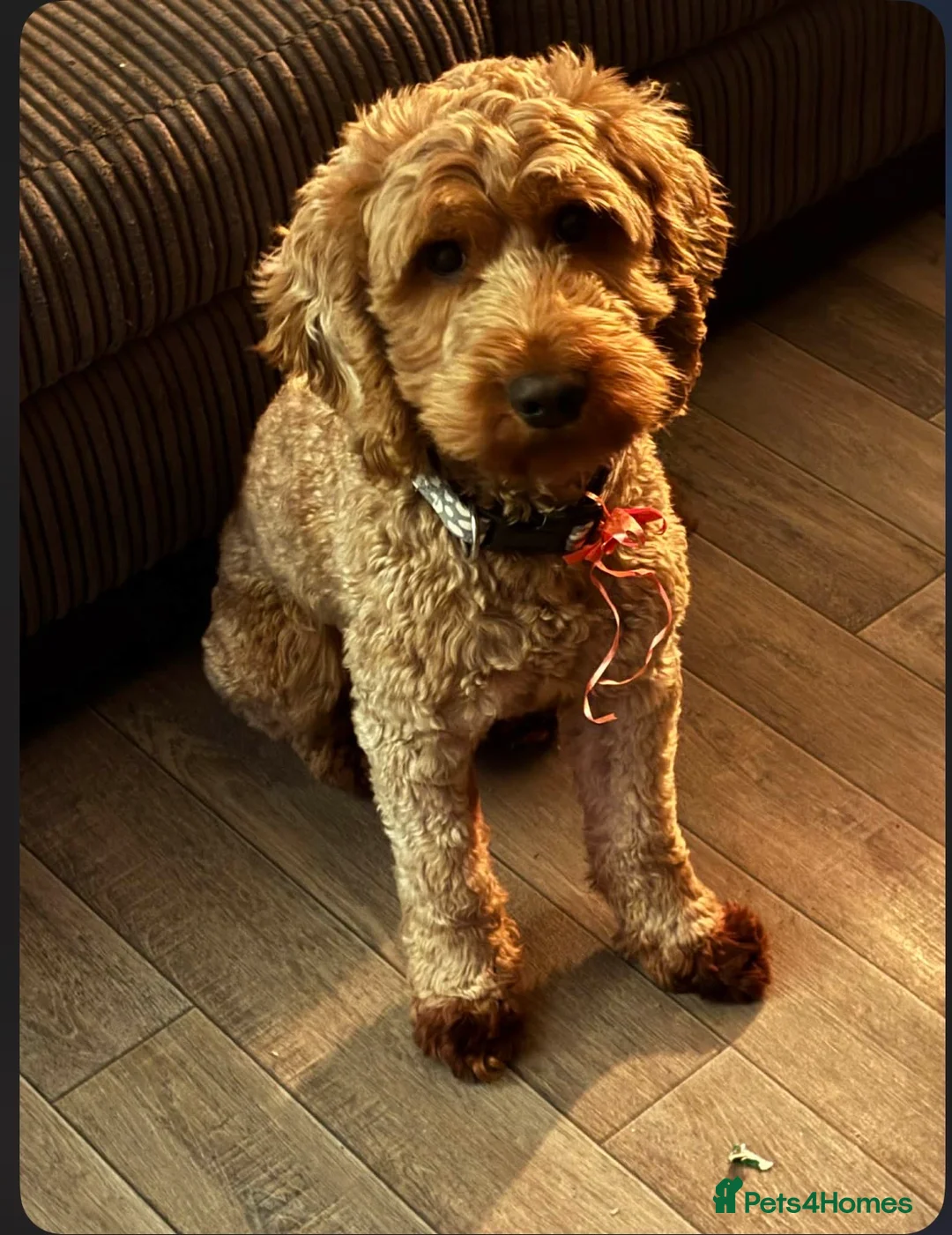 Cockapoo dogs for stud: Red cockapoo Moose available for stud  - Advert 2