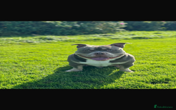 American Bully dogs for sale: Re-Home - Image 2