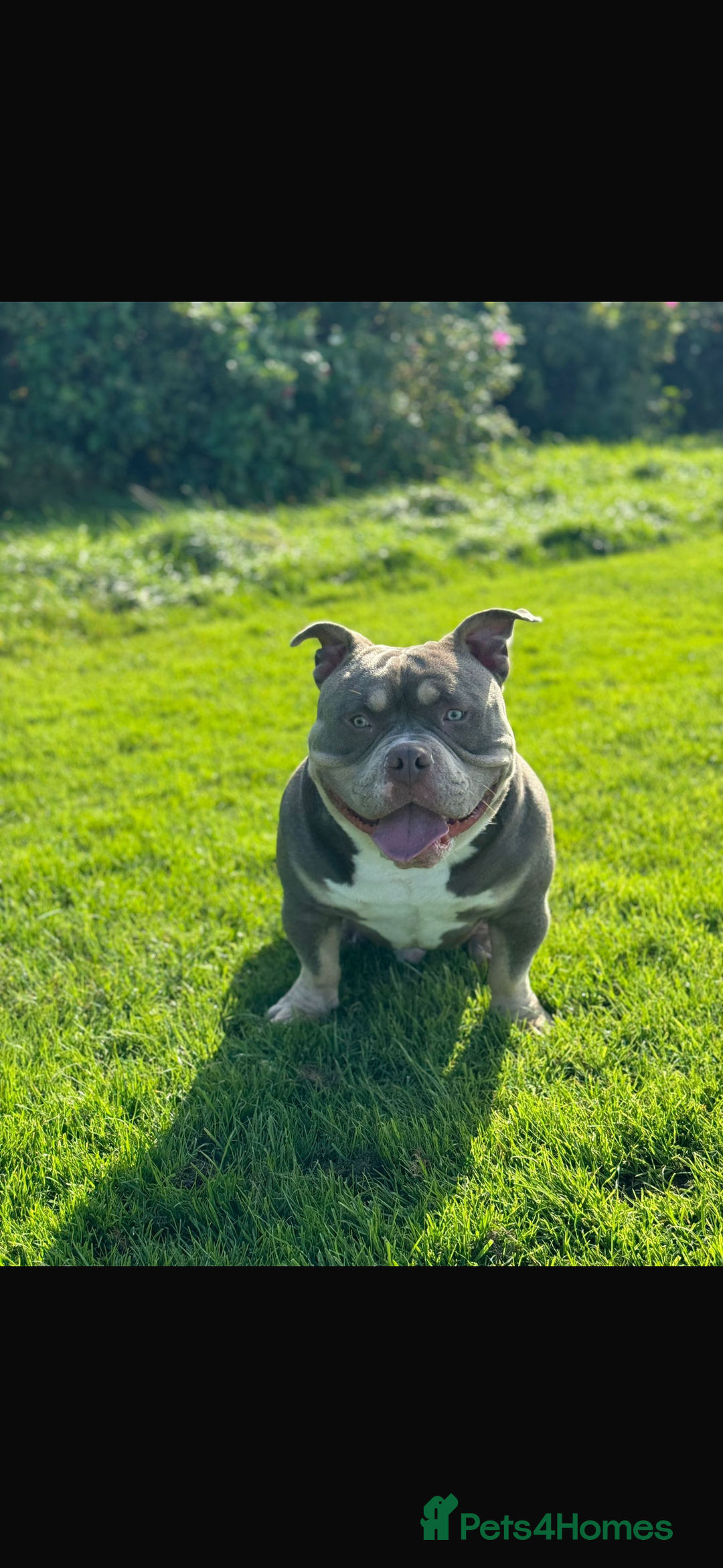 American Bully dogs for sale: Re-Home - Image 2