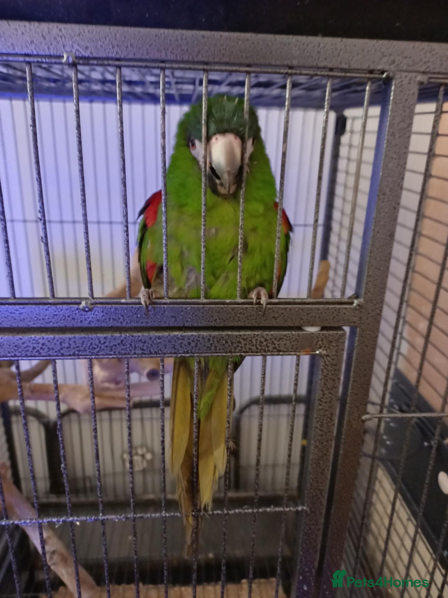 Macaws birds HANHS MACAW FOR SALE  - Advert 16