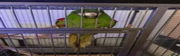 Macaws birds for sale: HANHS MACAW FOR SALE  - Advert 1