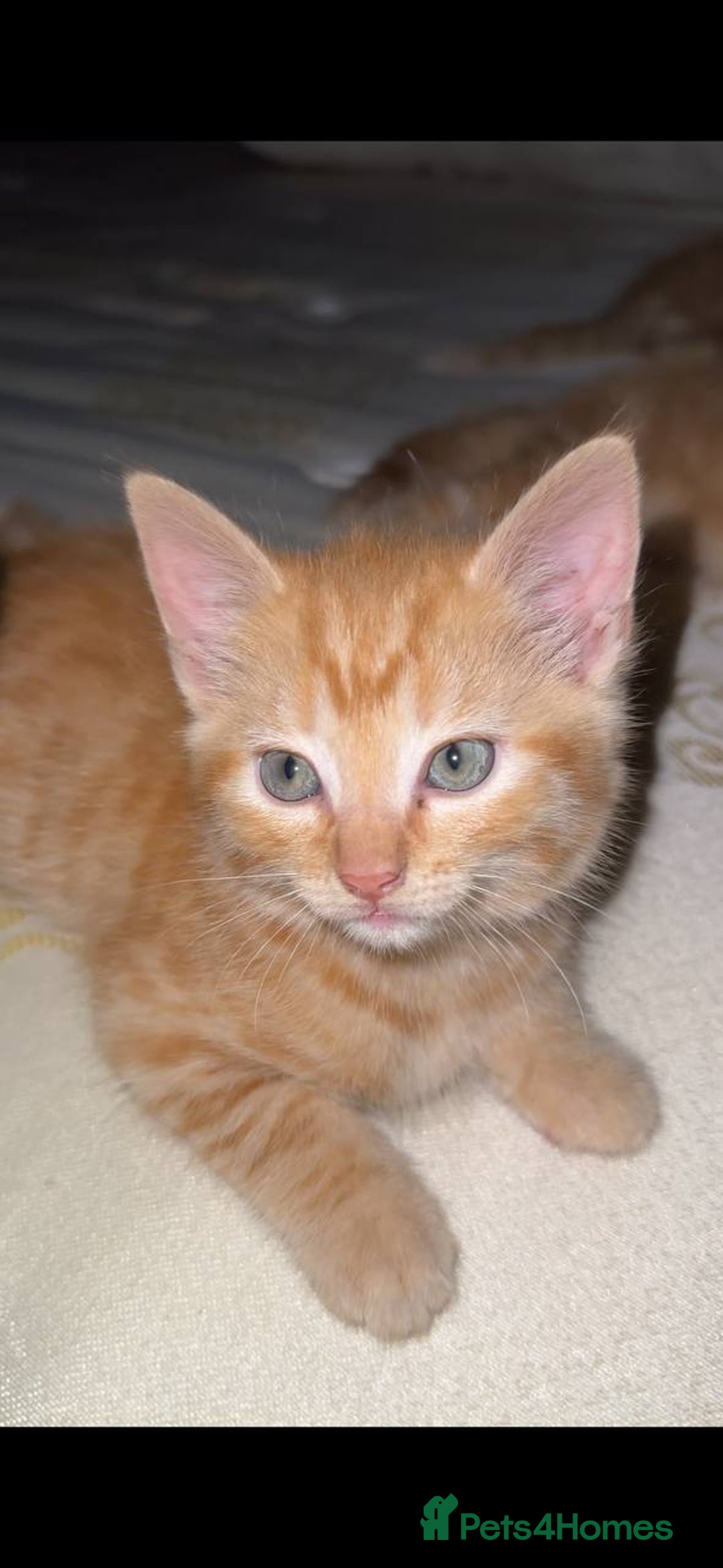 Domestic Shorthair cats for sale: 6 kittens - ready to move to new loving families - Advert 7