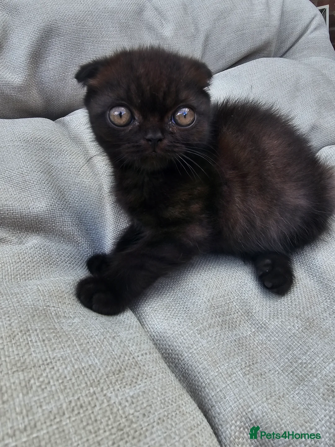 Scottish Fold cats for sale: 30.05.26 - Advert 8