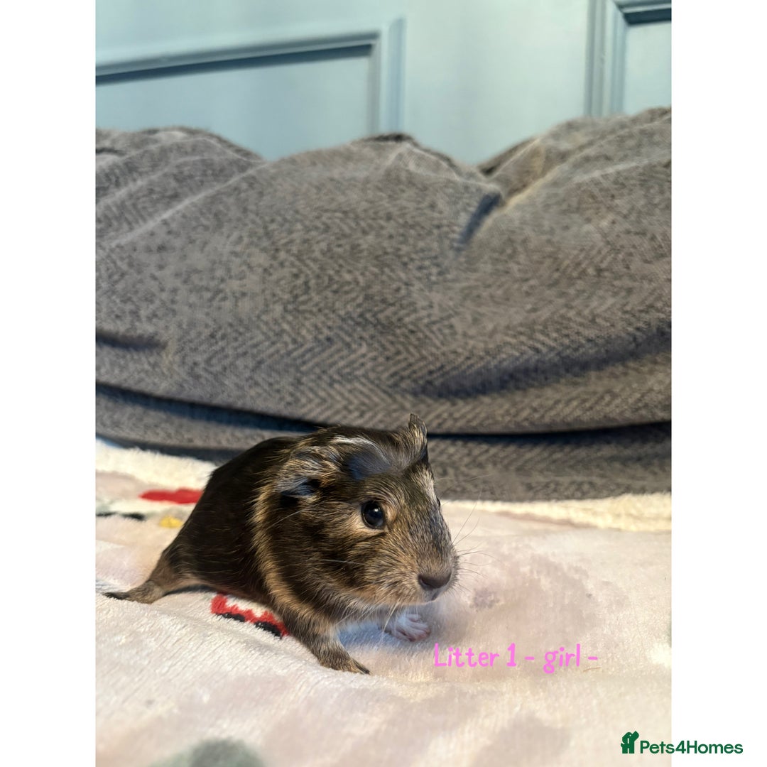 Guinea Pig rodents for sale: Beautiful baby guniea pig for sale Girls & Boys - Advert 5
