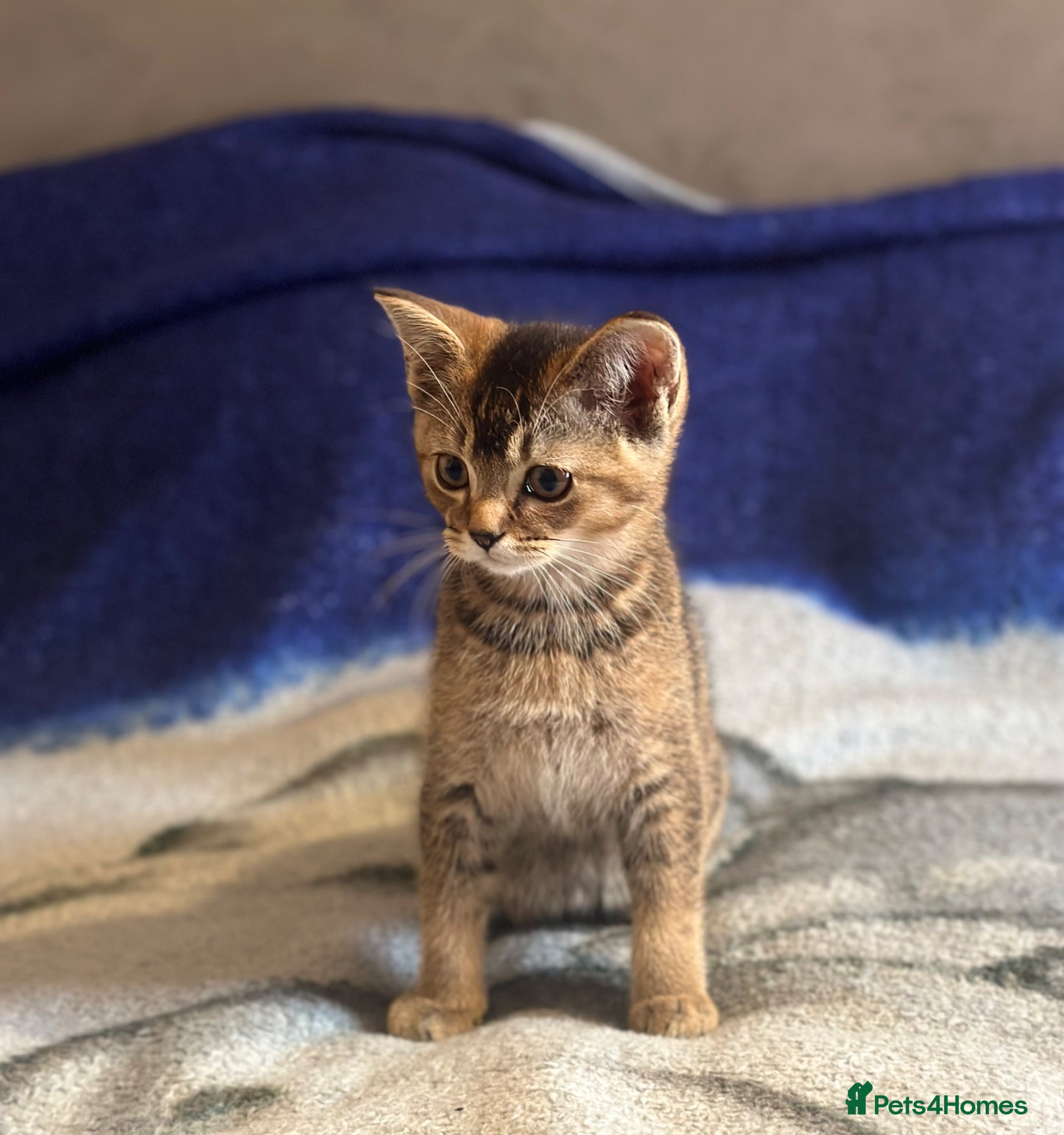 British Shorthair cats Beautiful BSH kittens - Advert 4