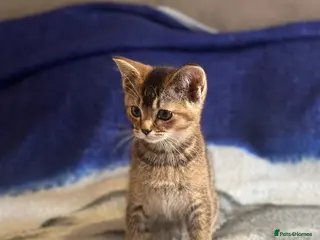 British Shorthair cats Beautiful BSH kittens - Advert 4