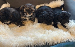 Poochon dogs for sale: Poochon puppies  - Image 28