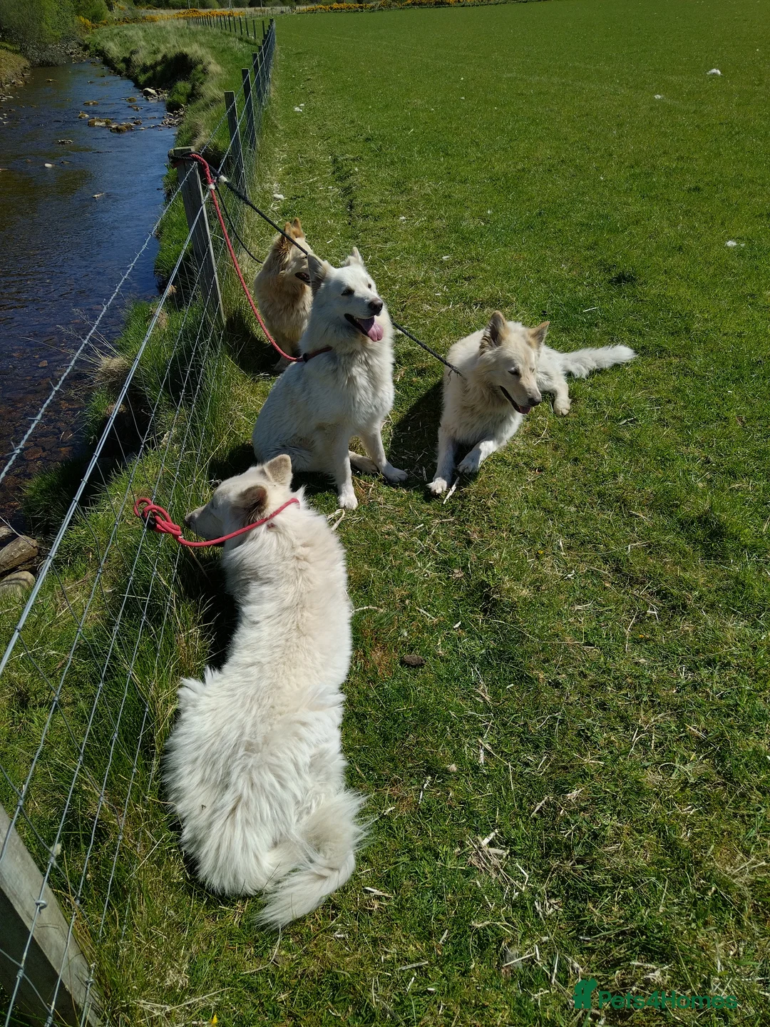 German Shepherd dogs for stud: BISMARCK - Advert 5