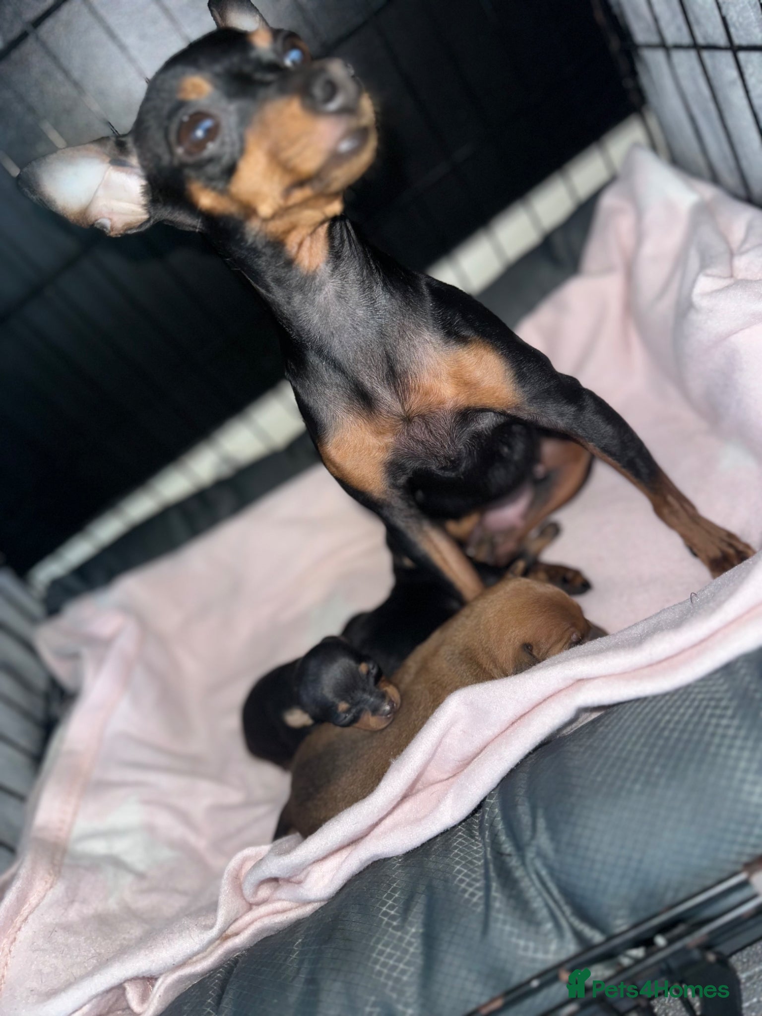 Miniature Pinscher dogs Miniature pinschers puppies  - Advert 8