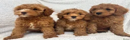 Cavapoo dogs for sale: Red toy cavapoo  - Advert 4