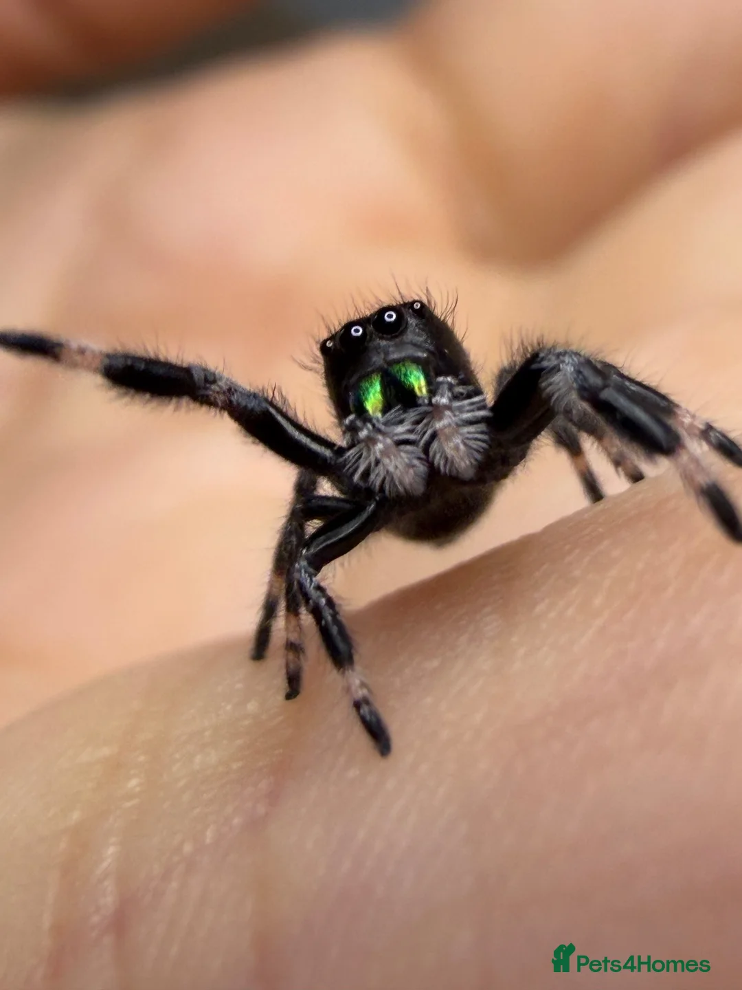 Spiders invertebrates for sale: Male jumper spiders Apalachicola - Advert 1