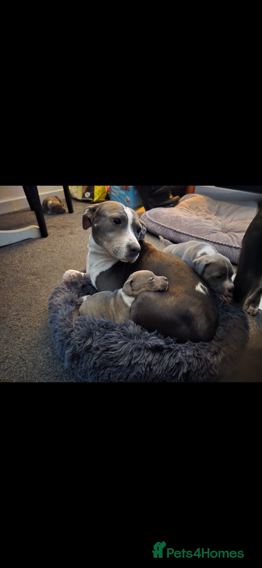 Staffordshire Bull Terrier dogs for sale: Staffy Puppies. Exceptional Temperament. - Advert 19