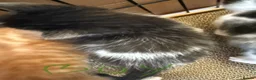 Maine Coon cats for sale: Maine coon mix kittens - Advert 12