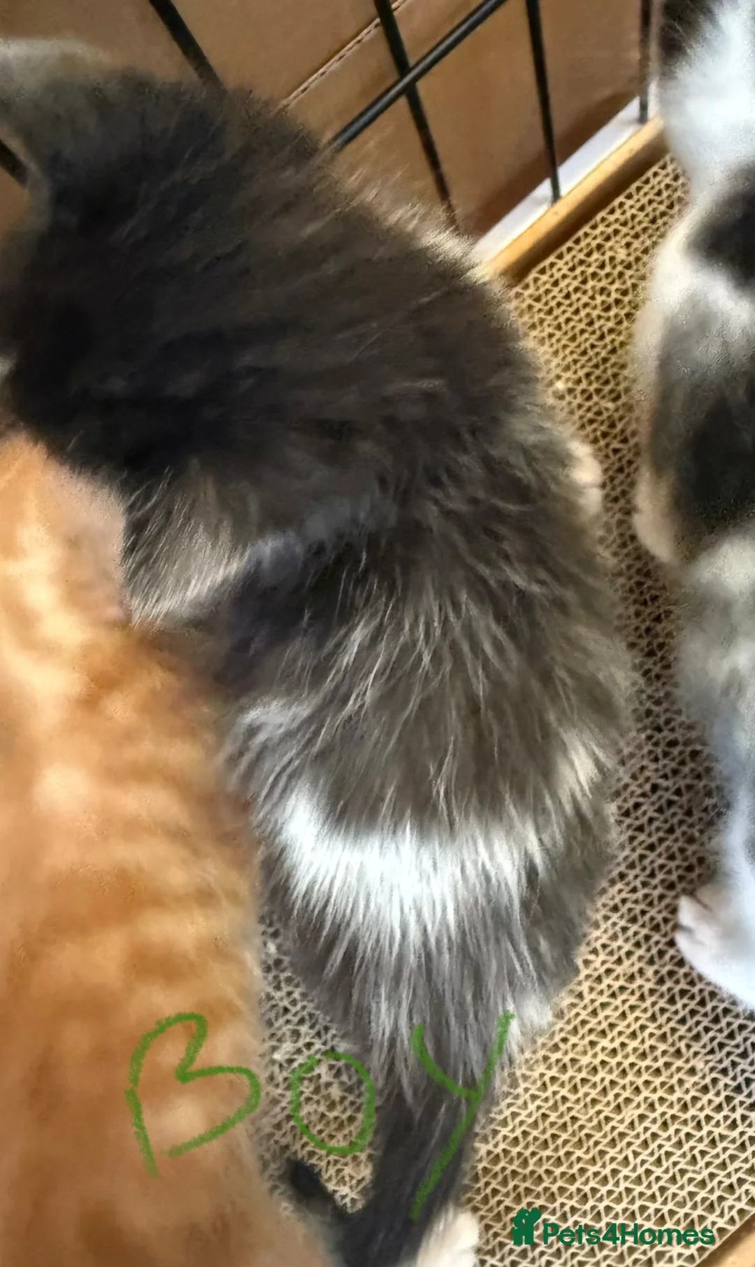 Maine Coon cats for sale: Maine coon mix kittens - Advert 12