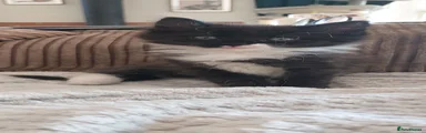 Maine Coon 5