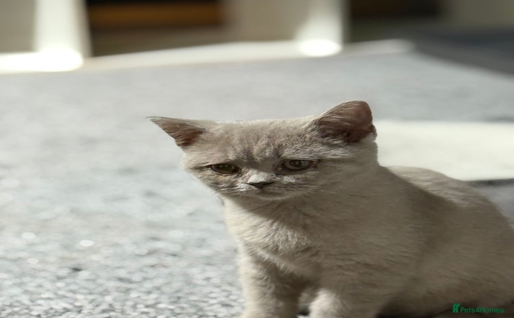 British Shorthair cats - Advert 6