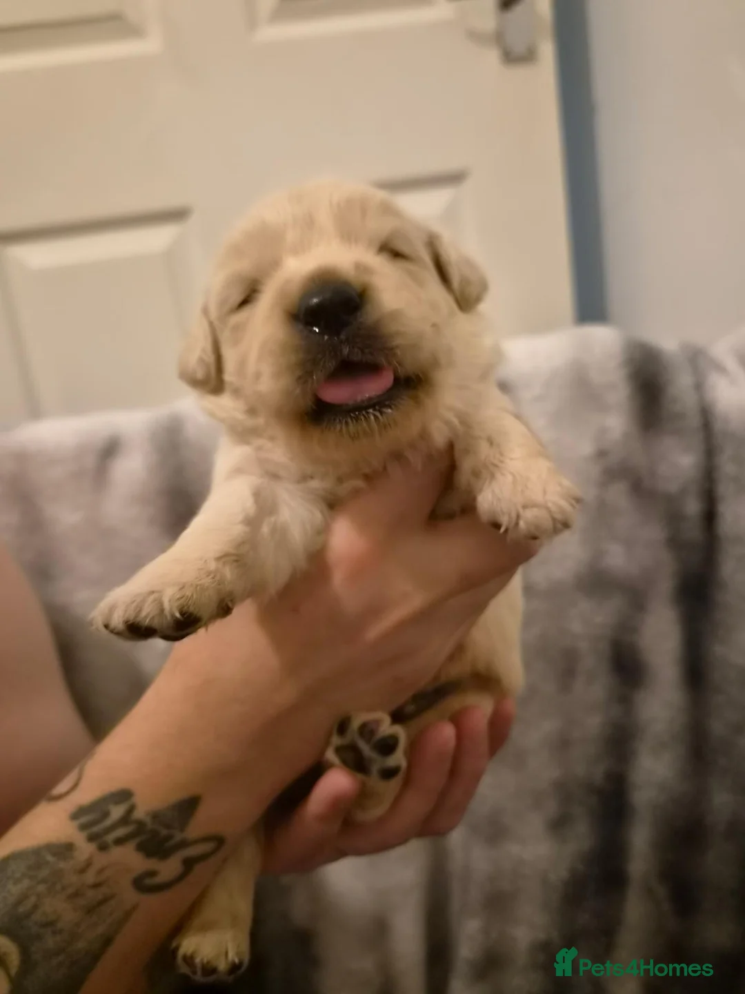 Golden Retriever dogs for sale: Kc registered golden retriever pup last of litter in Brechin - Advert 2