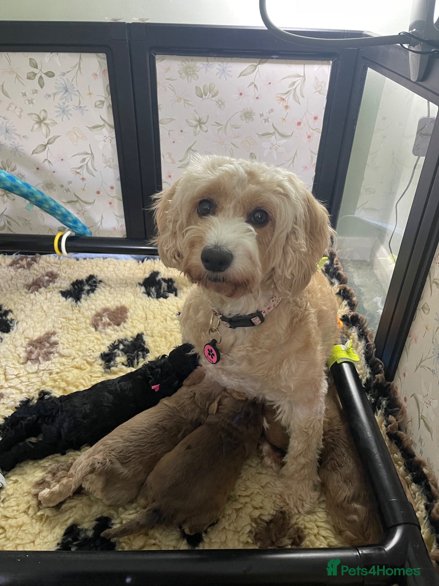 Cockapoo dogs Exceptional Cockapoo Puppies 🐶💕 - Advert 2