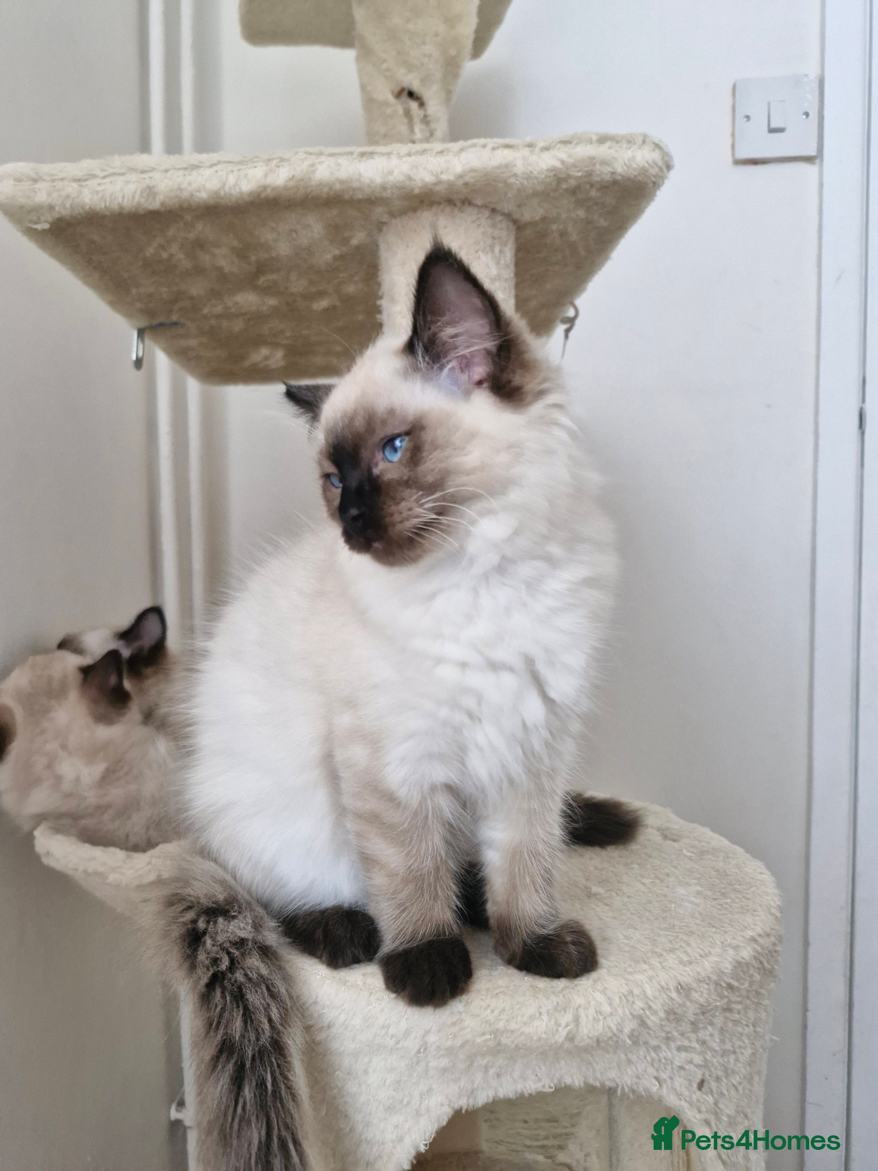 Ragdoll cats 3 Beautiful Ragdoll Kittens for Sale 🐾 - Advert 1