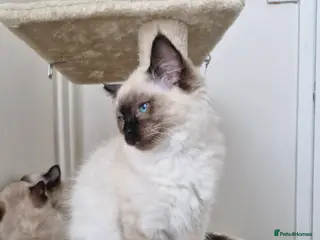 Ragdoll cats 3 Beautiful Ragdoll Kittens for Sale 🐾 - Advert 1