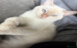 British Shorthair cats for sale: 2 Male British shorthairs. - Image 2