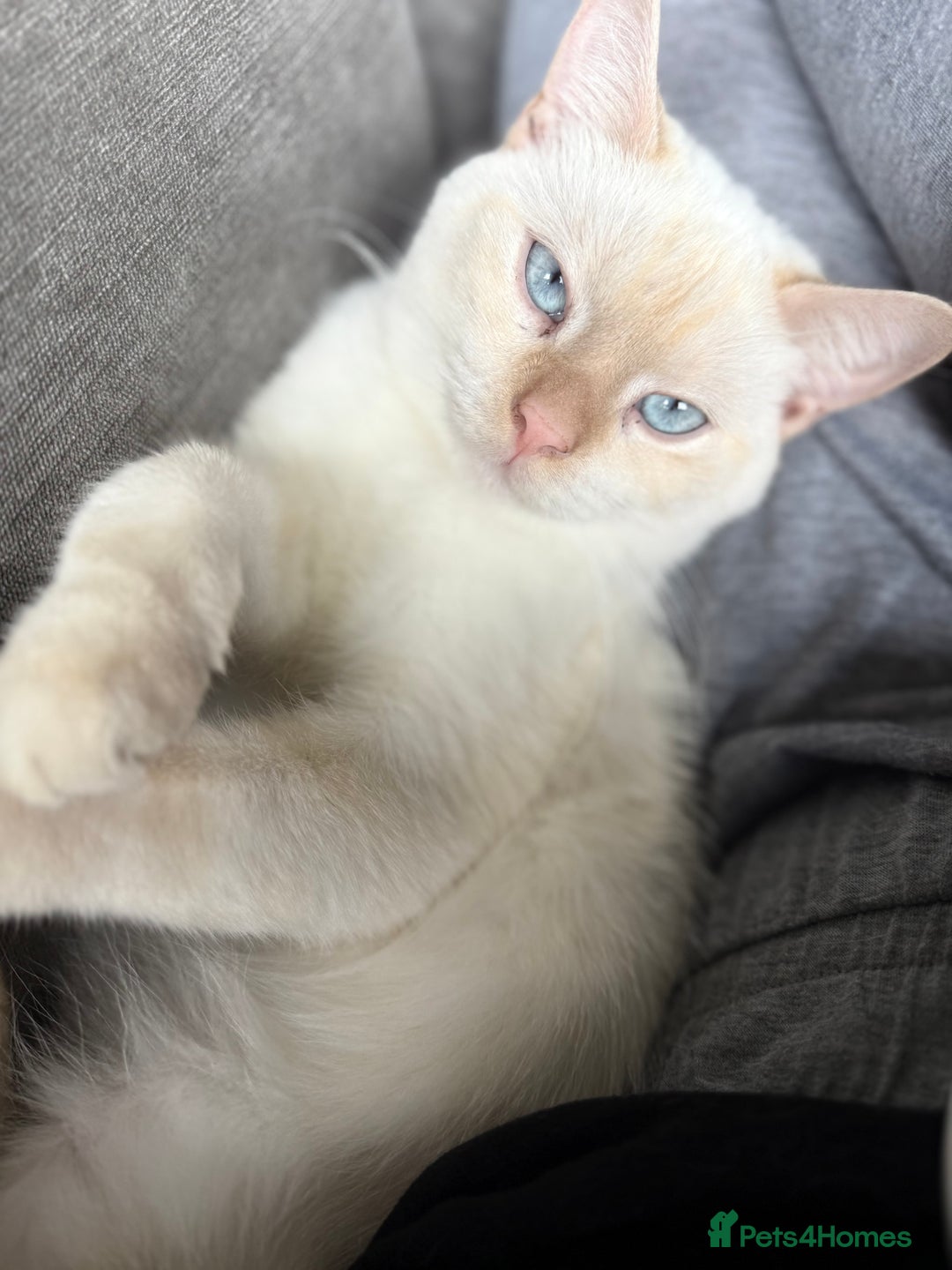 British Shorthair cats for sale: 2 Male British shorthairs. - Image 2