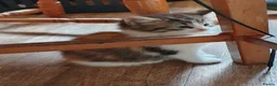 Mixed Breed cats for sale: Fluff and Tumble - Advert 19