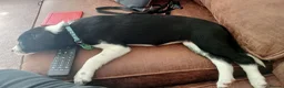 Border Collie dogs for sale: Kevin Smith in Lincoln - Advert 7