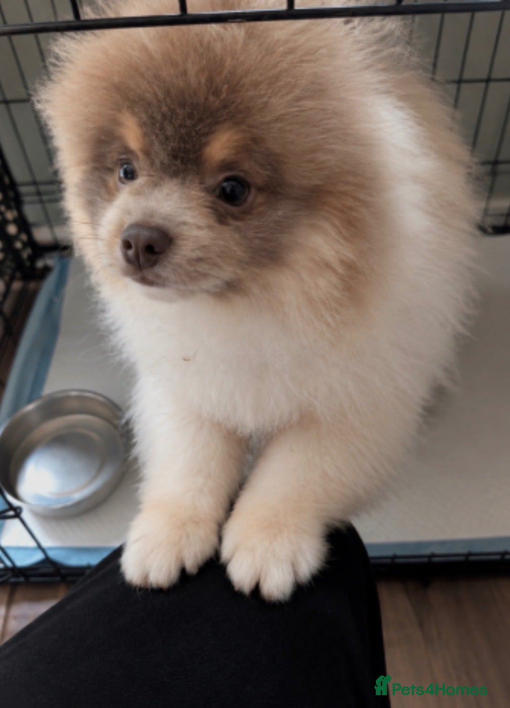 Pomeranian dogs Rare! Lilac & Tan Parti Teddy Bear Pomeranian - Advert 3